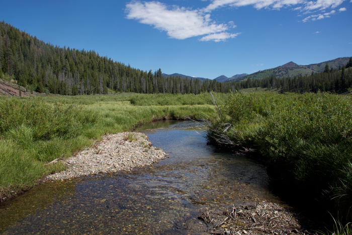 Salmon-free prime spawning habitat, headwaters of the Salmon River, Sawtooth National Recreation Area, Idaho