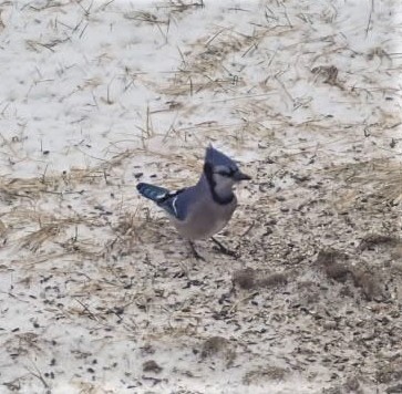 Blue Jay at the bird feeder